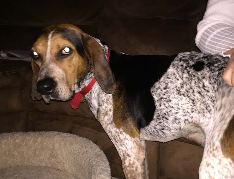 Dog photo with flash reflected in their eyes